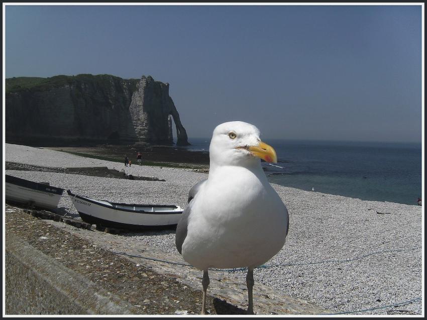 Goland  Etretat
