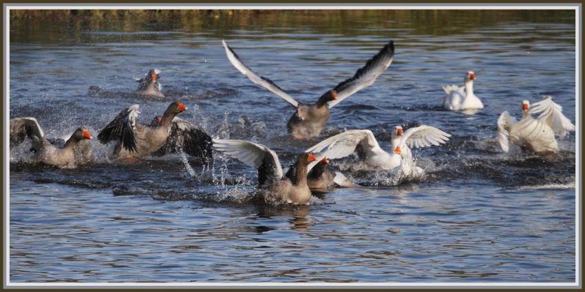 Les jeux de l'oie