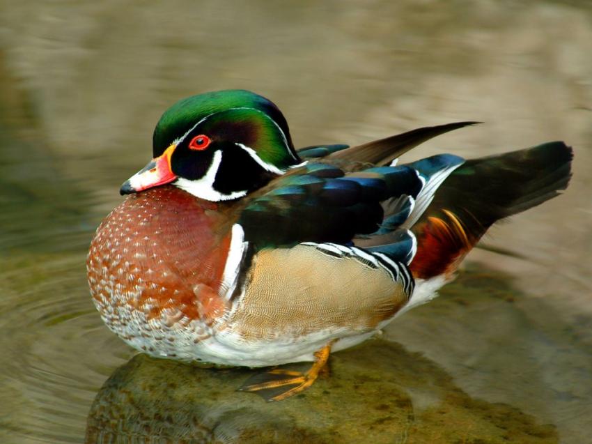 Canard color