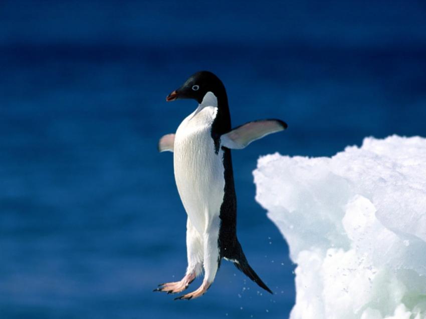Penguin