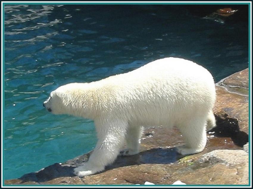 Ours blanc  St-Flicien (Qubec)