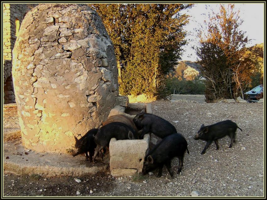 Marcassins  Sivergues (84)