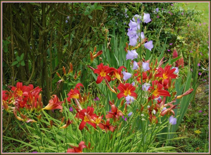 Hmrocalles et campanules