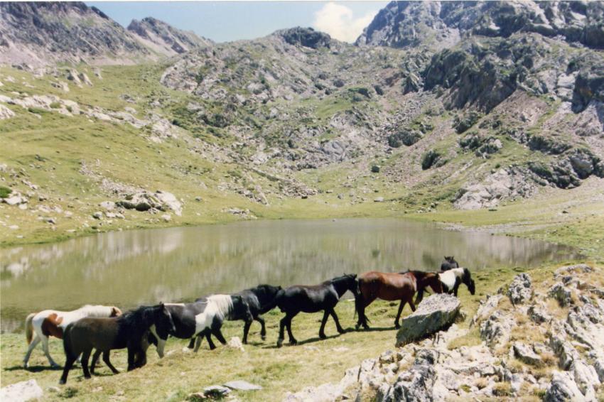 Chevaux libres dans les Pyrnes