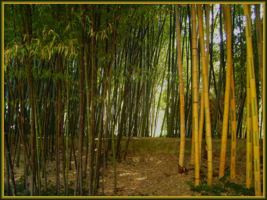 Anduze (30)- La bambouseraie