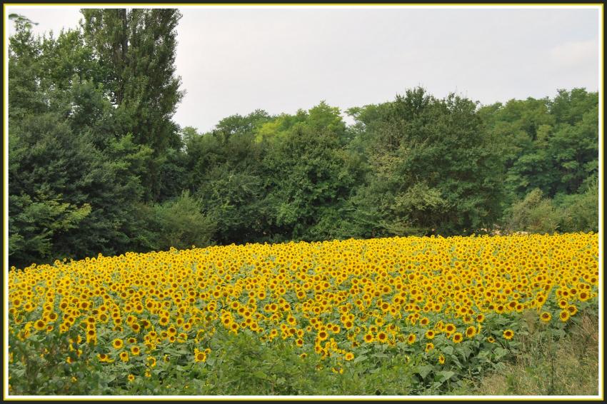 Champ de tournesols