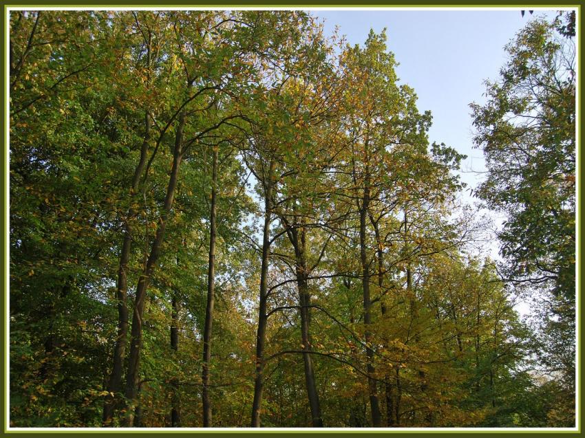 Automne en fort picarde