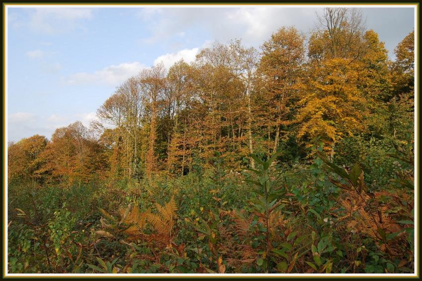 Automne en fort picarde