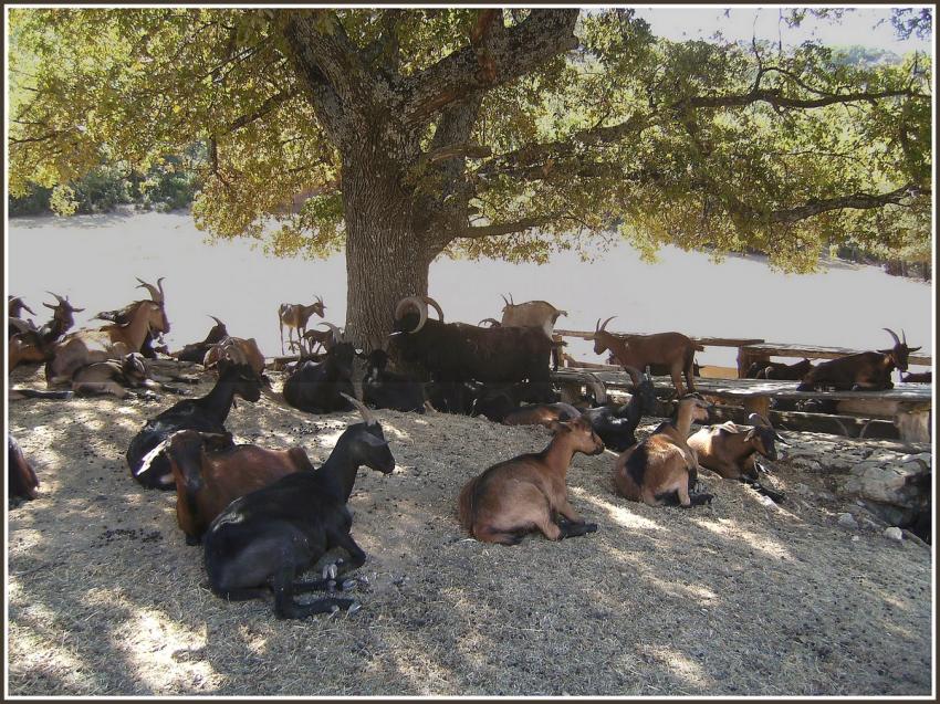 Chvres dans le Luberon