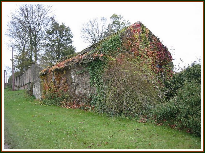 Vieille bicoque et vigne vierge.