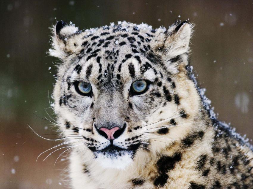 Lopard