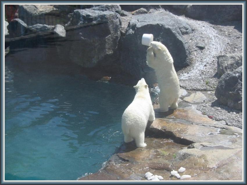 Ours blancs  St-Flicien (Qubec)