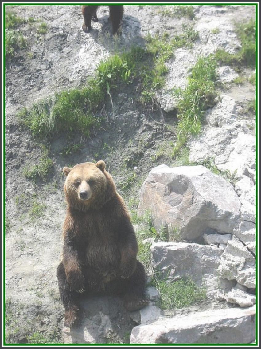 Ours brun  St-Flicien (Qubec)