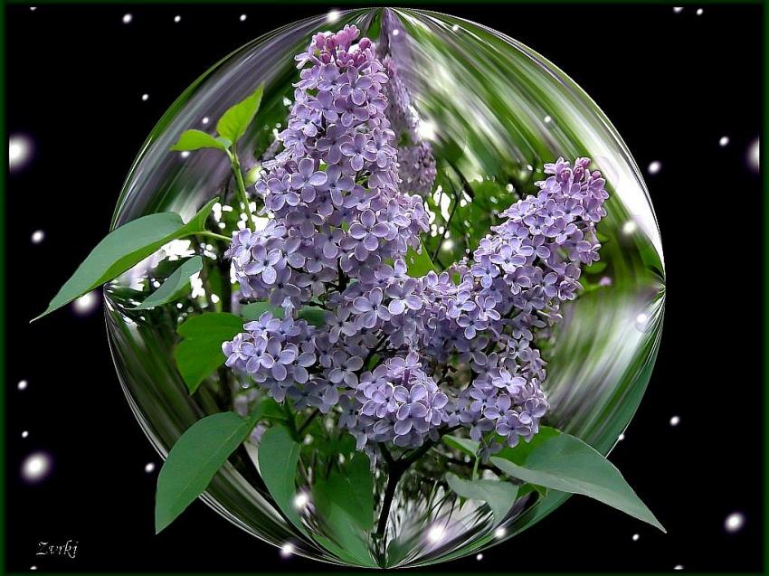 Lilas 27408b2