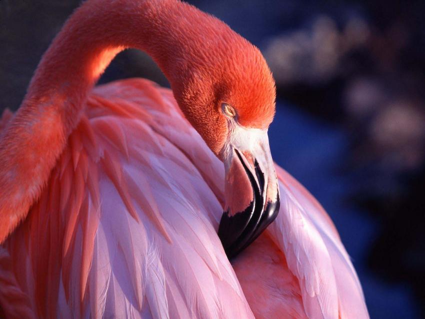 Flamant rose