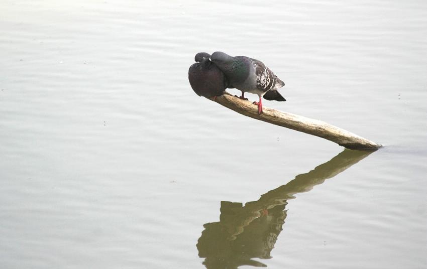 D'amour et d'eau fraîche...