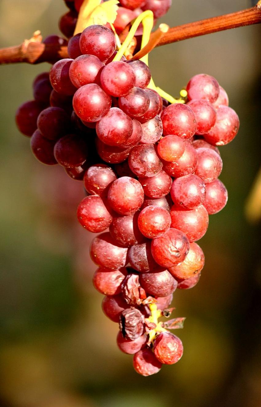 Vignes du Bollenberg