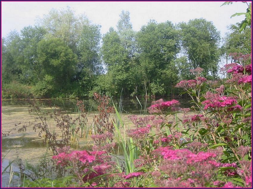Etang marcageux en Bretagne.