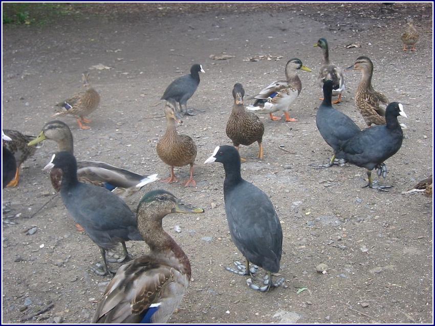 Foulques et canards