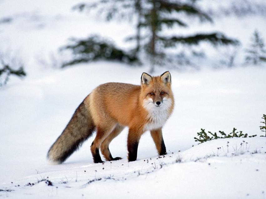 Renard