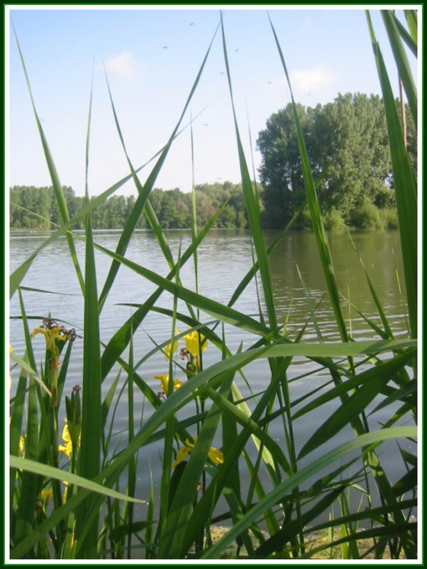 Etang et iris  Vendeuil (02)