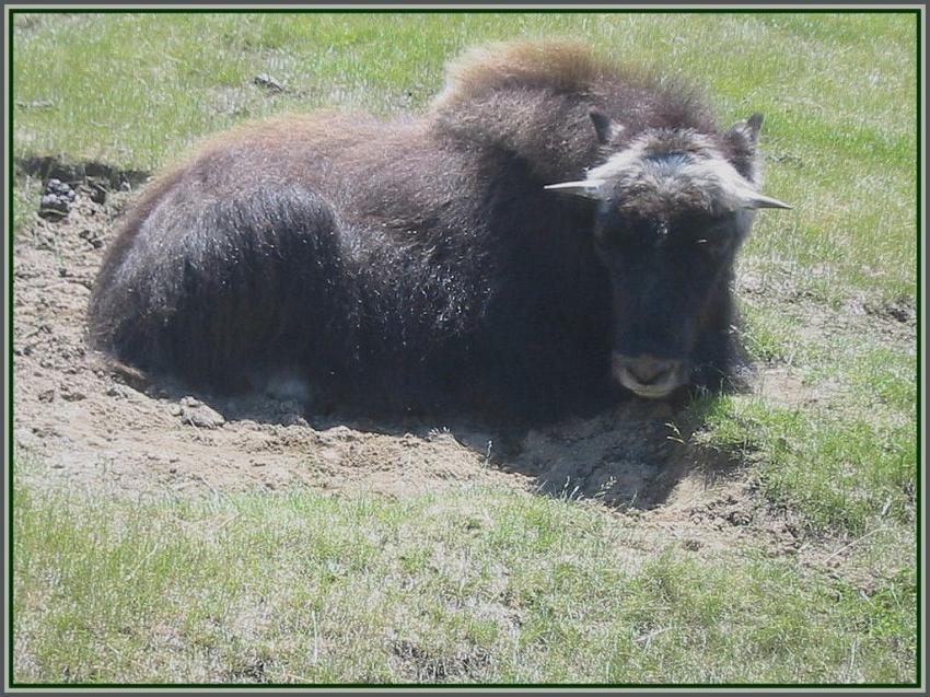 Boeuf musqu au Qubec