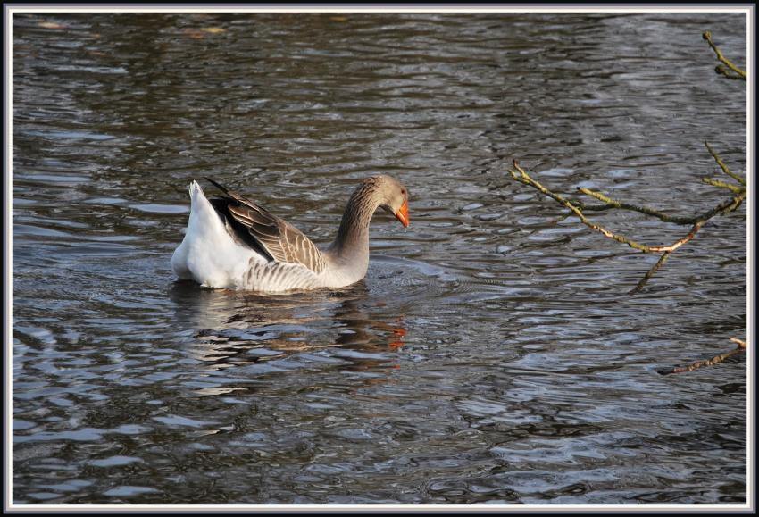 Madame l'oie se promne