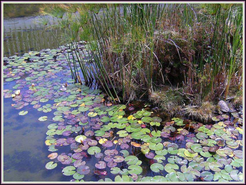 Mare aux tortues  Mexico