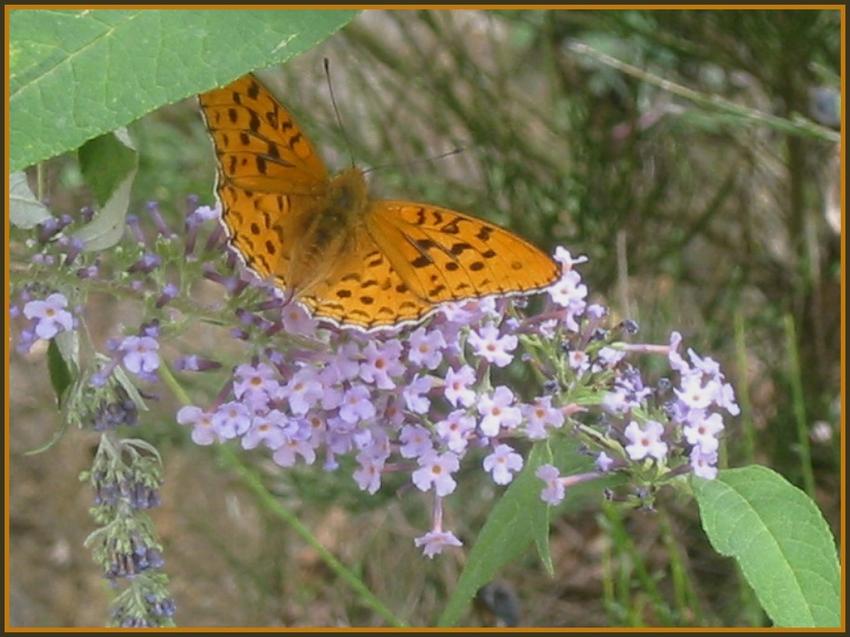 Tabac d'Espagne, Argynnis paphia