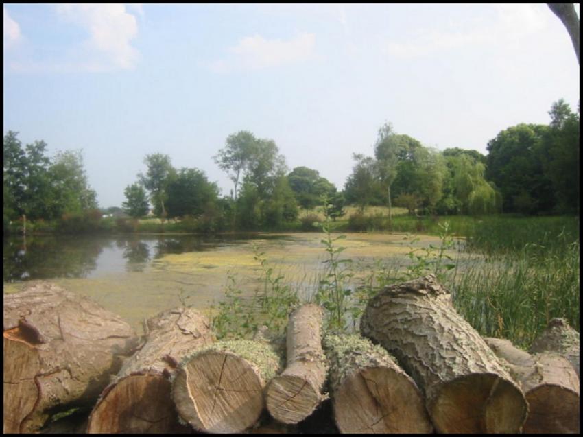 Etang marcageux en Bretagne.