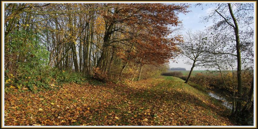 Chemin d'automne