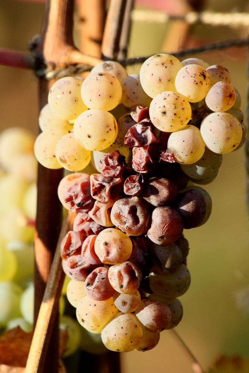 Vignes du Bollenberg