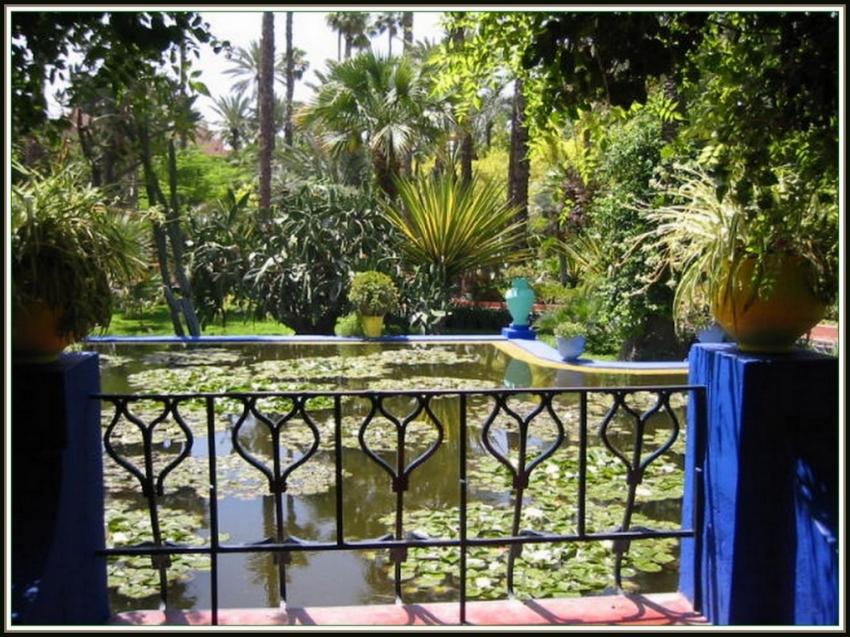 Jardins de Majorelle - Nnuphars