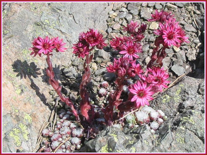 Joubarbe - Fleur des montagnes