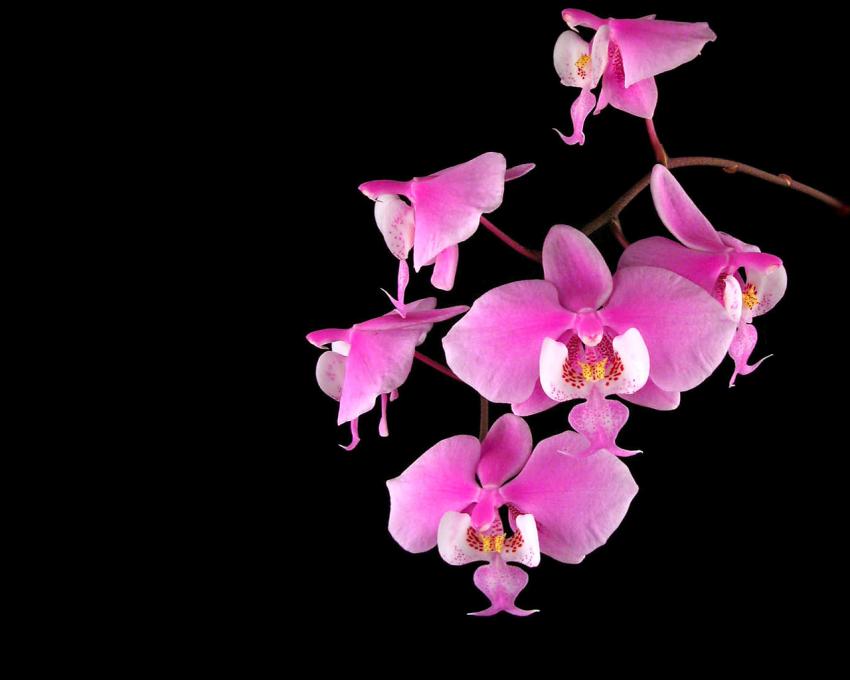 Orchide