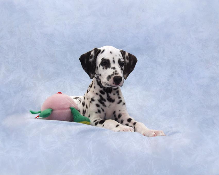 Dalmatien