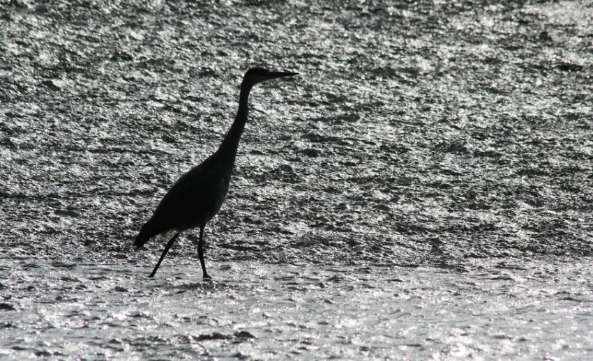 O ils sont les poissons ?