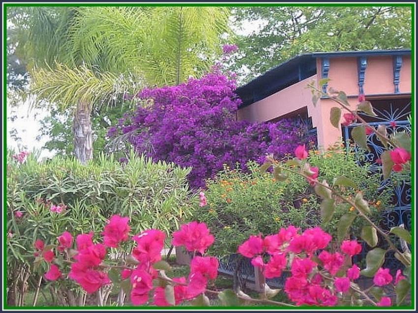 Bougaivilles au Maroc