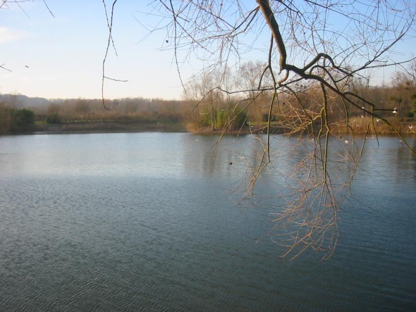 Branche sur l'tang - L'Isle-Adam (95)