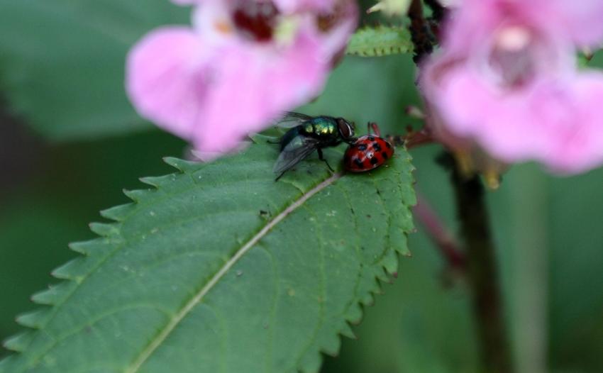 La mouche et la coccinelle