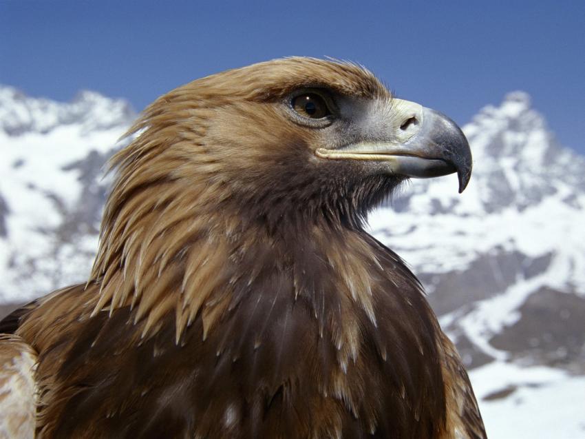 Aigle