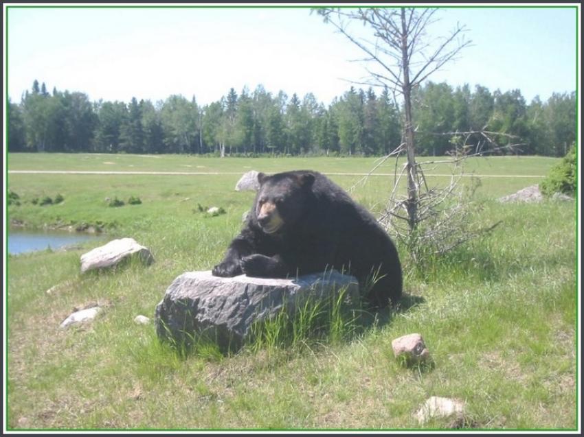 Ours noir  St-Flicien (Qubec)