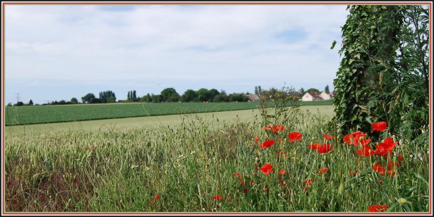 Bls et coquelicots