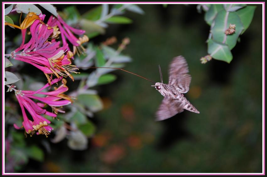 Papillon de nuit