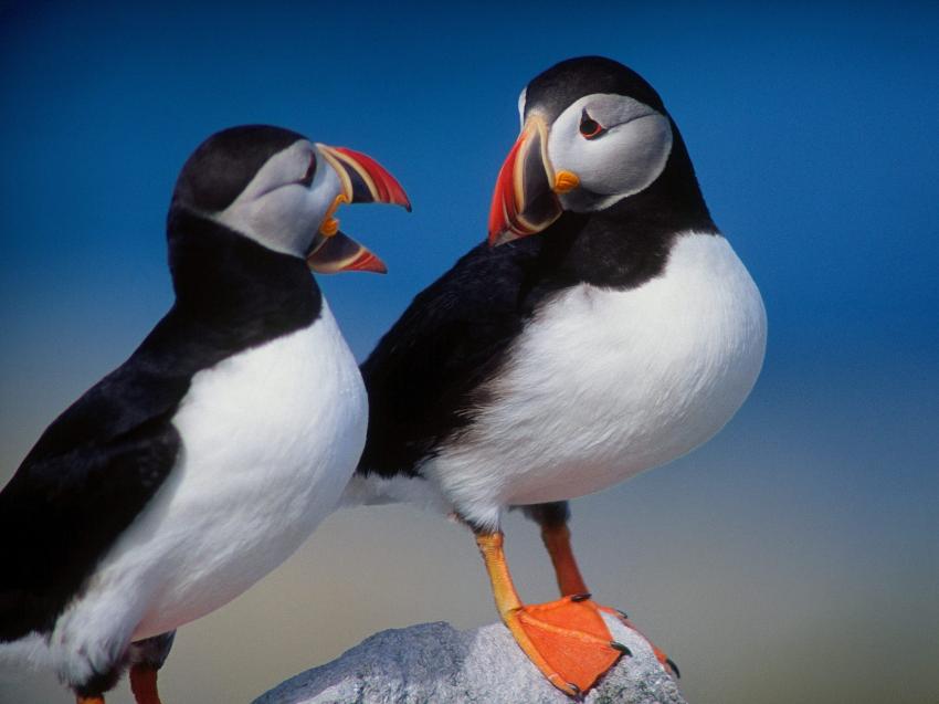 Couple de puffin