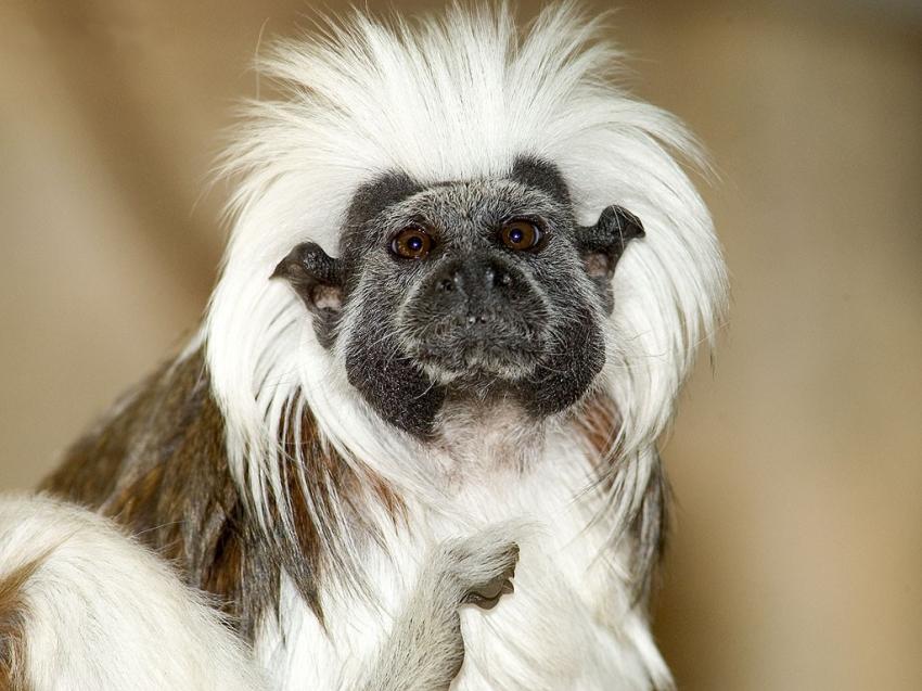 Tamarin - singe