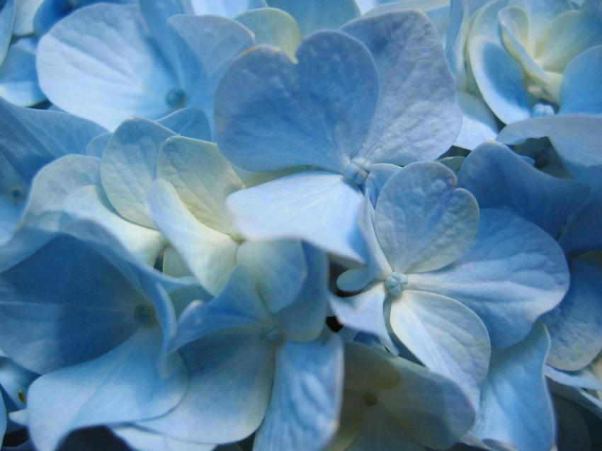 fleurs bleues