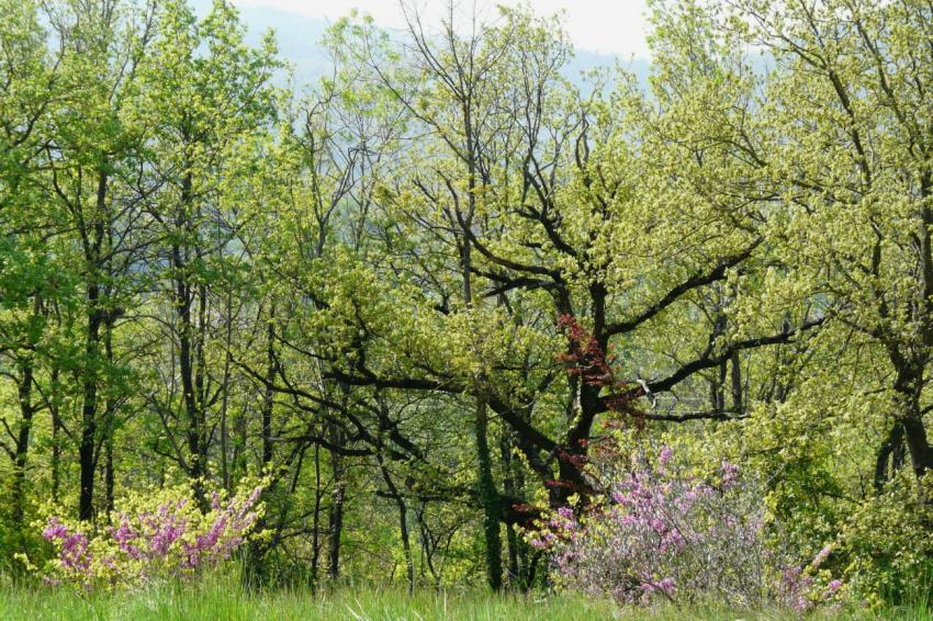 un petit coin de paradis