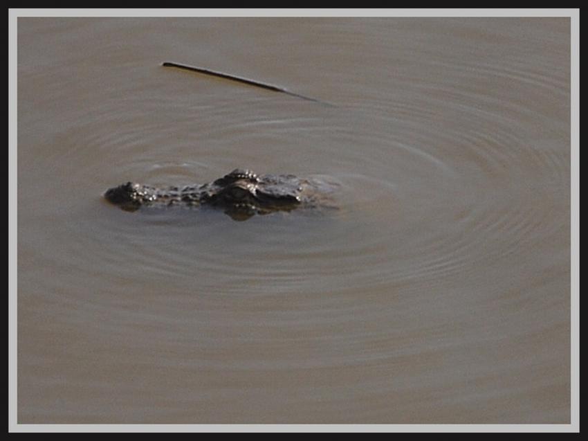 Safari dans le Rajasthan