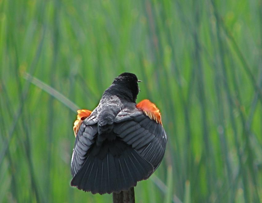 Carouge  paulettes mle
